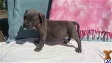 american pit bull puppy posted by Jones bully blues